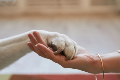 20e0dac6-b8d9-416b-ae53-7eab416473b2